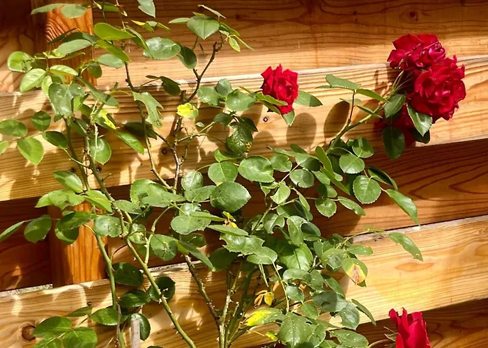 Casa Divera * Noordwijkerhout